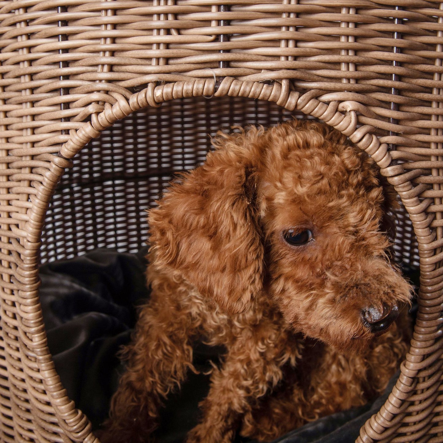 CozyCane™ Woven Cat Nest Bed