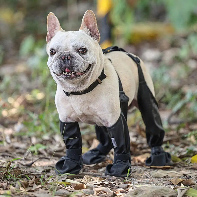 Dog Snow Booties - Protect Paws in These Waterproof Dog Booties